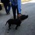 Katil köpeğini gezdirince 10 bin lira ceza yedi Katil köpeğini gezdirince 10 bin lira ceza yedi