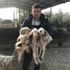 Koyun tek batında 4 kuzu doğurdu