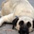 32 köpeği zehirleyip öldürdüler! Serbest bırakıldılar 32 köpeği zehirleyip öldürdüler! Serbest bırakıldılar