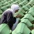 Srebrenitsa katliamı ile ilgili ilk tutuklamalar Srebrenitsa katliamı ile ilgili ilk tutuklamalar