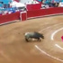 Boğa matadoru yerden yere vurdu