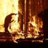 Burning Man Festivali'nde yanarak öldü