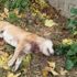 Bursa'nın Gemlik ilçesinde boğazı kesilmiş köpek faciası