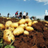Patateste rekolte artışı bekleniyor