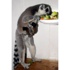 (Özel Haber) Lemurların Üçüz Sevinci