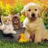 Evde kedi ve köpek besleyenler dikkat! Evcil hayvan alerjisinin çözümü var Evde kedi ve köpek besleyenler dikkat! Evcil hayvan alerjisinin çözümü var