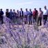 Isparta da, OGM tarafından son 2 yılda 305 bin lavanta ... Isparta da, OGM tarafından son 2 yılda 305 bin lavanta ...