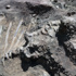 126 milyon yıllık dinozor fosili bulundu
