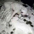 Donmuş köpek fotoğrafı yürekleri dondurdu Donmuş köpek fotoğrafı yürekleri dondurdu