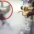 Kung Fu ustası! Maymuna hareket çeken genç pişman oldu