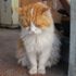 Depresyona giren kedi 9 kiloya ulaştı, gündüzleri de 8 saat uyumaya başladı Depresyona giren kedi 9 kiloya ulaştı, gündüzleri de 8 saat uyumaya başladı