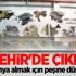 Kırşehir'de çıkıyor! Dünya almak için peşine düştü..