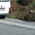 İki zavallı köpek, iki korkunç eziyet