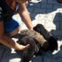 Alevlerin arasında kalan yavru köpekler kurtarıldı