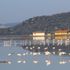 Flamingolar Bodrum’a akın etti Flamingolar Bodrum’a akın etti