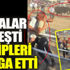 ﻿Boğalar güreşti, sahipleri kavga etti