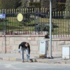 Ankara'yı karıştıran şüpheli paketi asker bırakmış!