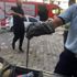 Otomobildeki yılan 2 saatte çıkarıldı