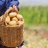Patates stokçusu yüzde 400 kazandı