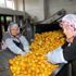 Katkısız Bodrum mandalina suyu dünyaya açılıyor