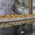 500 gram altın teminatı şartı taslaktan çıktı 500 gram altın teminatı şartı taslaktan çıktı