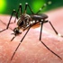 Zika Asya'ya da sıçradı Çin'de virüse rastlandı
