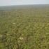 Amazon ormanlarında son 10 yılın en büyük ağaç kesimi gerçekleştirildi