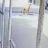 Göz göre göre cipi ile köpeğin üzerinden geçti Göz göre göre cipi ile köpeğin üzerinden geçti