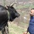 Boğasıyla arasındaki bağı görenler şaşkınlıklarını gizleyemiyor Boğasıyla arasındaki bağı görenler şaşkınlıklarını gizleyemiyor