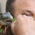 5 yıldır beslediği iguana en yakın arkadaşı oldu 5 yıldır beslediği iguana en yakın arkadaşı oldu