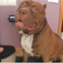 Dünyanın en büyük Pitbullu! Dünyanın en büyük Pitbullu!