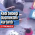 Kedi bebeği düşmekten kurtardı