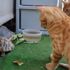 Kedi ve kaplumbağaların dostluğu içleri ısıtıyor Kedi ve kaplumbağaların dostluğu içleri ısıtıyor