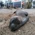 Kemer de ölü Akdeniz foku, kıyıya vurdu