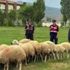 21 koyunu çalarak 11 bin TL'ye sattılar 21 koyunu çalarak 11 bin TL'ye sattılar