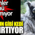 ﻿Maymun gibi kedi şaşırtıyor