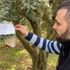 Zeytin ağacında bulunan not ve para şaşırttı