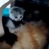 Kedi, ibadete kapalı camide yavruladı