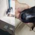 Şifası gelen köpek… Hayvan hastanesine geldi, kanser teşhisi konuldu Şifası gelen köpek… Hayvan hastanesine geldi, kanser teşhisi konuldu