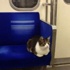 Metro ile seyahat eden Tokyolu fenomen kedi