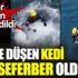 ﻿Denize düşen kedi için seferber oldular. O anlar anbean kaydedildi
