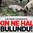 Doğada nadir görülen yaban kedisi patlamada öldü Doğada nadir görülen yaban kedisi patlamada öldü