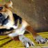 Tayvan'da kedi ve köpek eti yiyenlere para cezası verilecek Tayvan'da kedi ve köpek eti yiyenlere para cezası verilecek