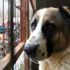 Güney Kore'nin en büyük köpek mezbahası kapatıldı Güney Kore'nin en büyük köpek mezbahası kapatıldı