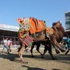 Sezonun İlk Deve Güreşi Kumluca’da Yapıldı