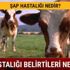 Şap Hastalığı nedir belirtileri nelerdir Şap Hastalığı tedavisi mümkün mü?