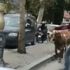 Sahibinden kaçan boğa trafiği birbirine kattı Sahibinden kaçan boğa trafiği birbirine kattı