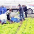 Sebze fiyatları yüzde 100 artacak