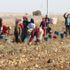 Patates diyarı Niğde'de, üreticinin yüzü güldü