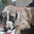 Parkta dehşet! Sokak köpeğini bıçakla bu hale getirdiler